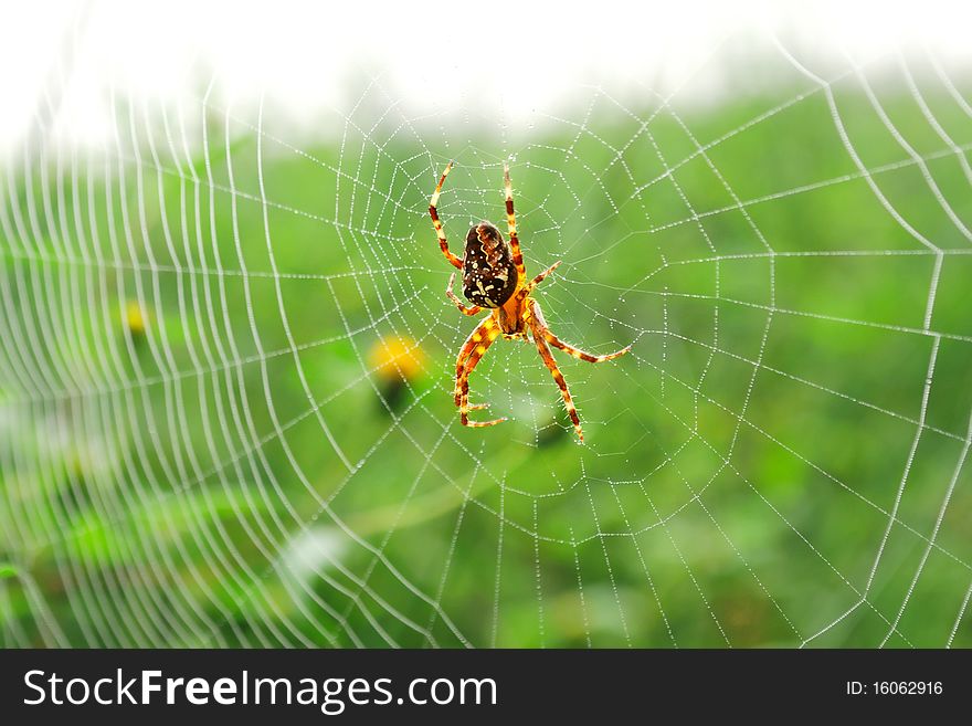 Cross spider in his web with water drops in the morning. Cross spider in his web with water drops in the morning