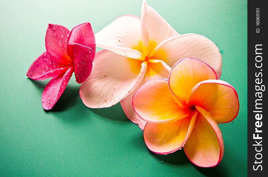 Flower Plumeria Mixed variety of colored species. Flower Plumeria Mixed variety of colored species