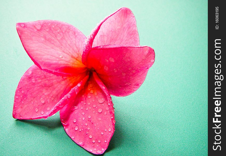 Plumeria flowers