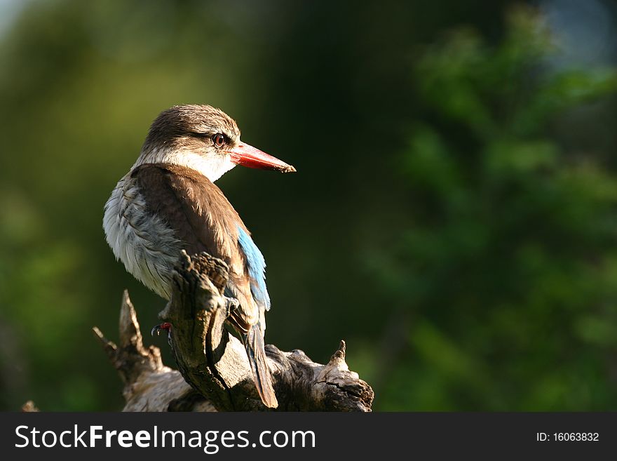 Kingfisher bird against green background of trees. Kingfisher bird against green background of trees