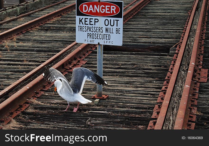 Do not walk on the railway track! Seagull in danger, keep out. Do not walk on the railway track! Seagull in danger, keep out.