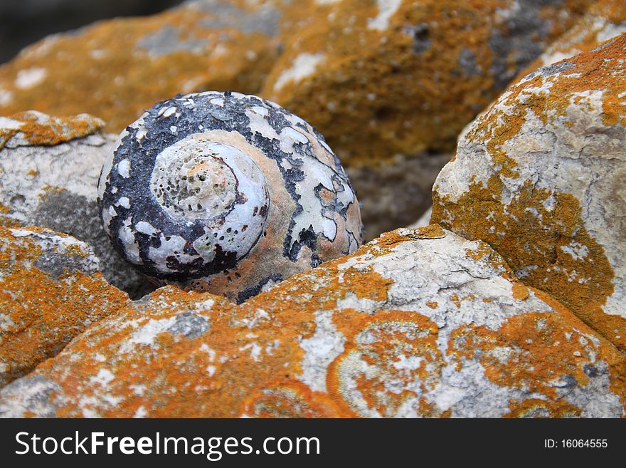 Close up of a shell on rocks