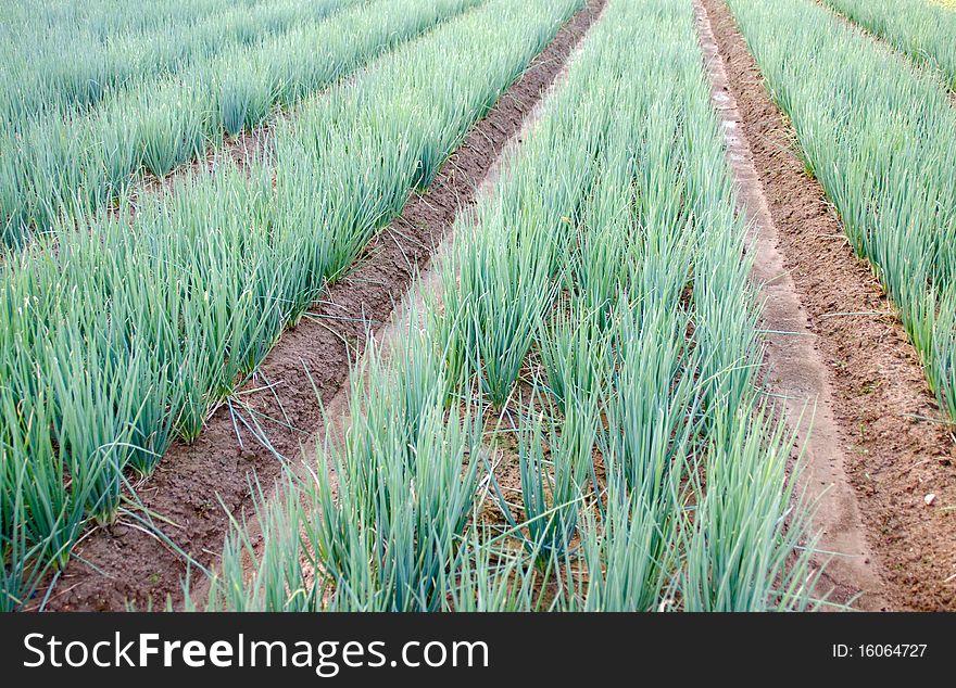 The shallot be planted on ground by line. The shallot be planted on ground by line