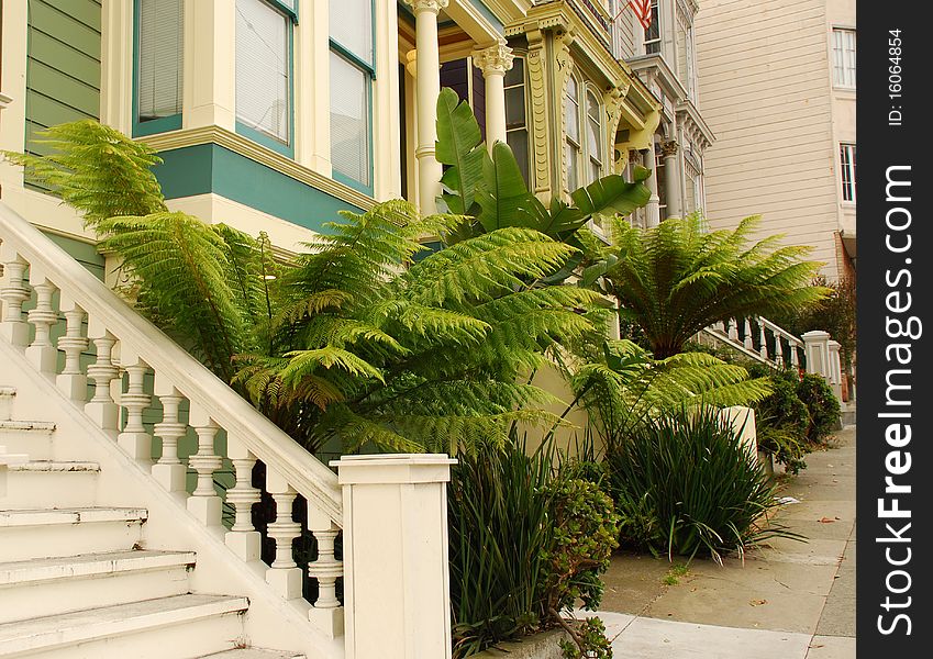 Tropical ferns on a San Francisco street. Tropical ferns on a San Francisco street