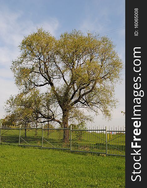 Lone tree near the road