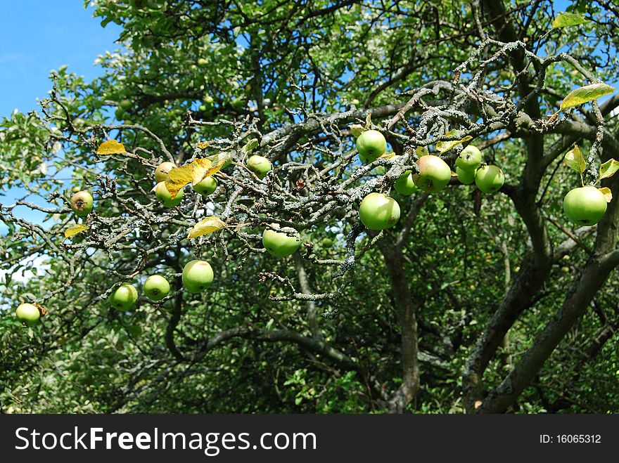 Juicy green apples grow on a fruit tree in a garden orchard