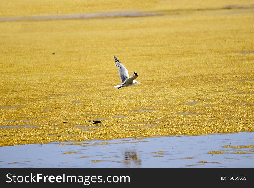 Seagul flying over a lagoon. Seagul flying over a lagoon