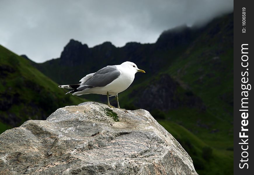 Seagull on the background of the mountains