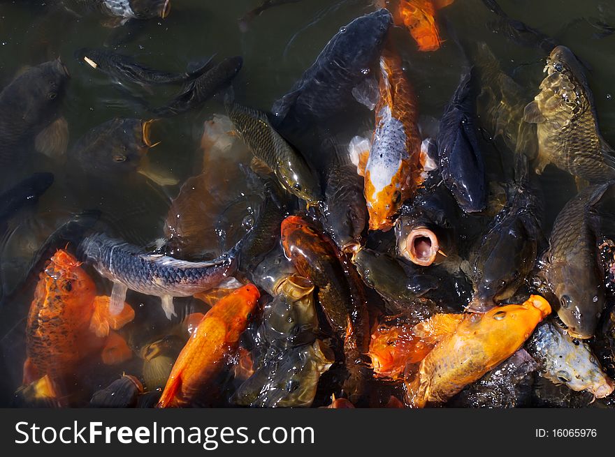 Photo of pond full with hungry goldfish