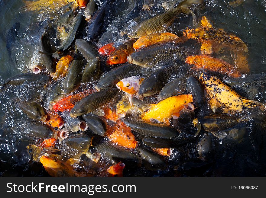 Photo of pond full with hungry goldfish. Photo of pond full with hungry goldfish