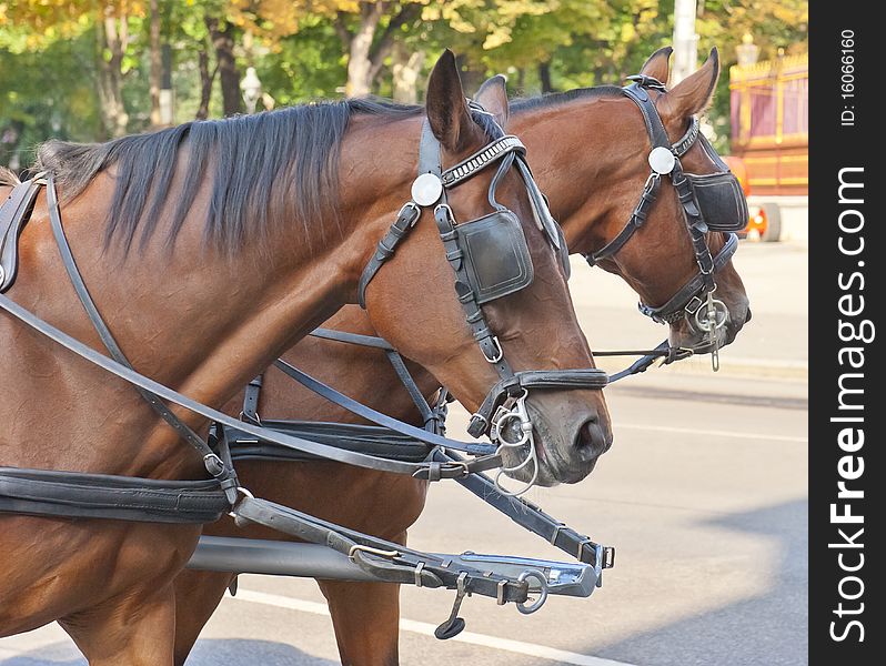 Two beautiful horses chained to a carriage. Two beautiful horses chained to a carriage.