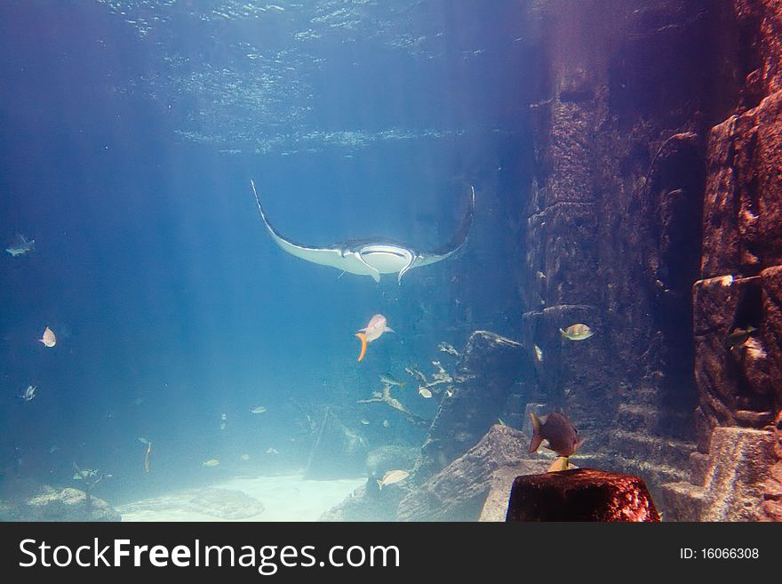 Manta-Ray swimming in tropical aquarium in Bahamas, Caribbean