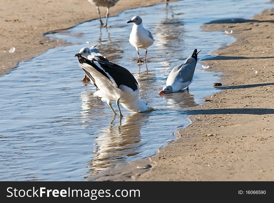 Various species of seagull drinking water in a stream next to the ocean. Various species of seagull drinking water in a stream next to the ocean.