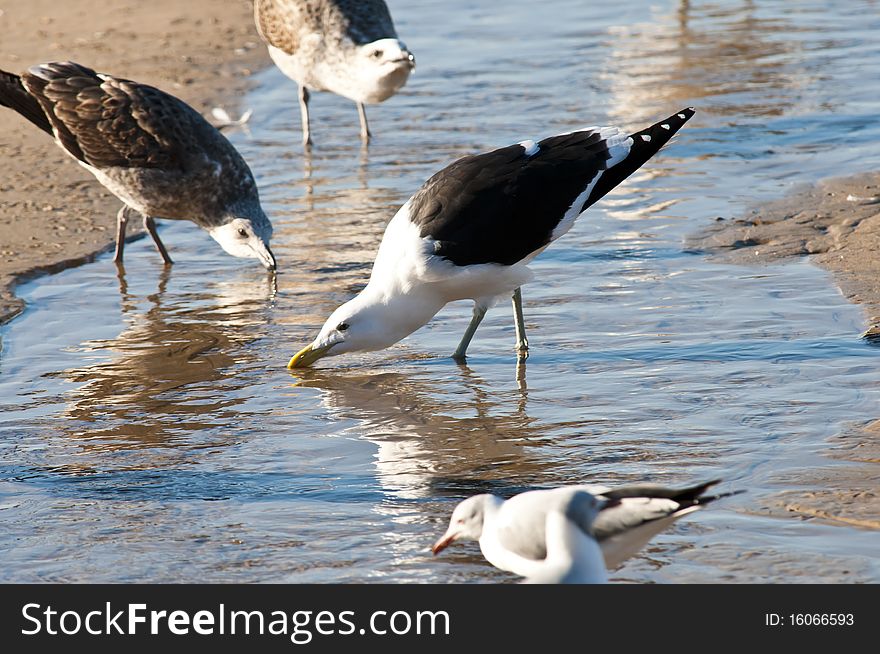 Various species of seagull drinking water in a stream next to the ocean. Various species of seagull drinking water in a stream next to the ocean.