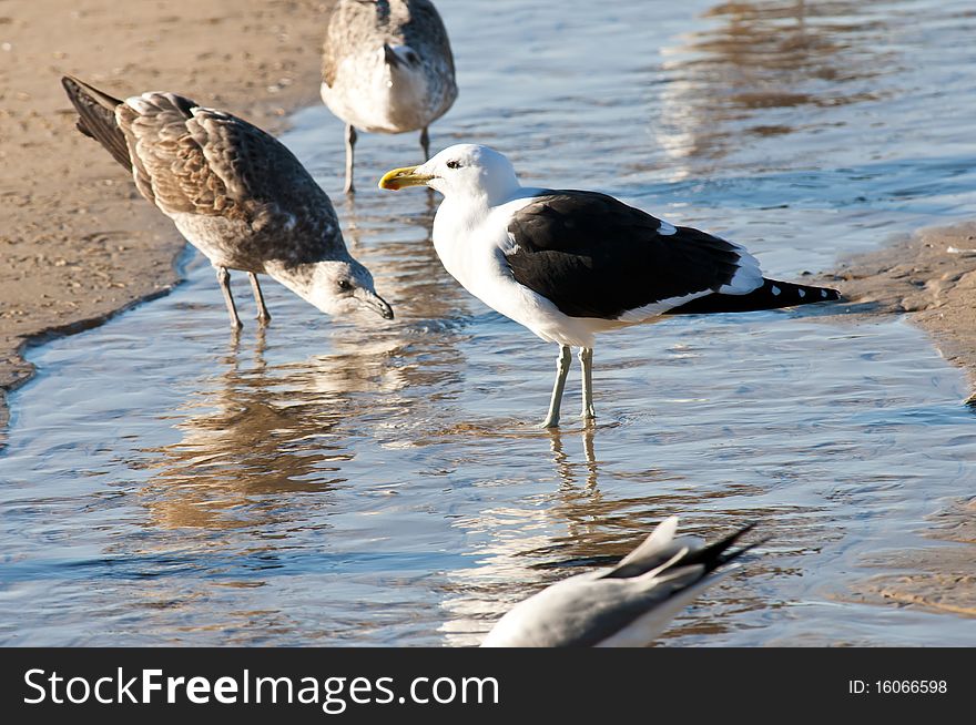 Various species of seagull drinking water in a stream next to the ocean. Various species of seagull drinking water in a stream next to the ocean.