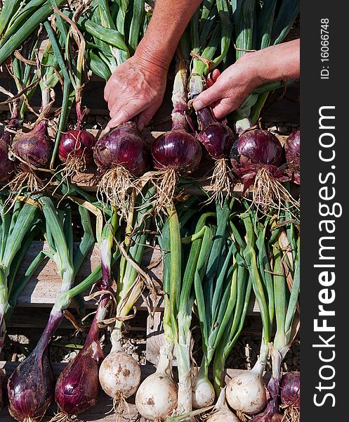 Racks of red and white onions on wooden palette being laid out to dry and arranged by human hands. Racks of red and white onions on wooden palette being laid out to dry and arranged by human hands