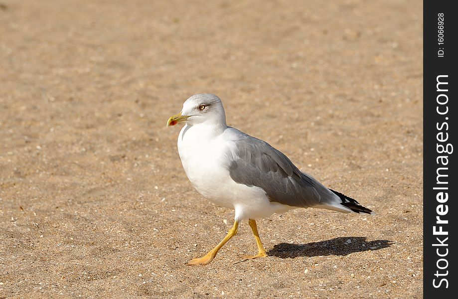 White seagull walking on the sand