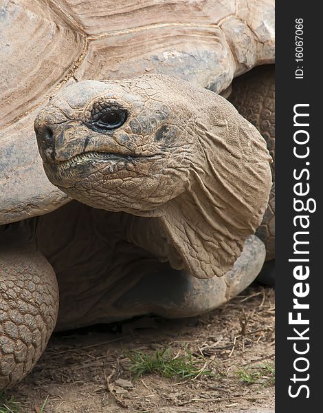 Image of large tortoise captured close-up.