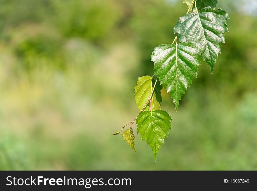 Leaves Of Birch In Deep Forest