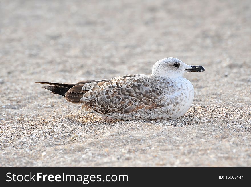 Seagull sitting on the sand