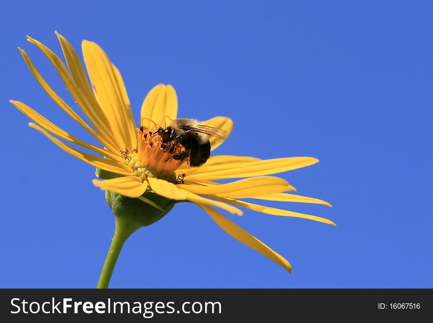 Yellow Bumble Bee (Bombus fervidus)