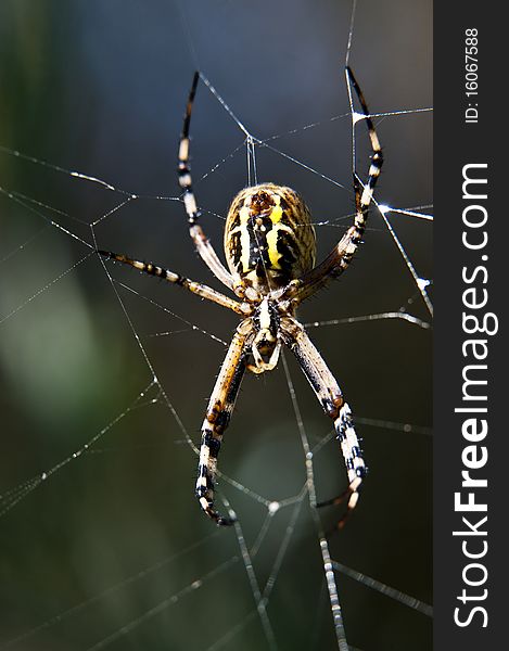 A macro shot of a yellow and green garden spider