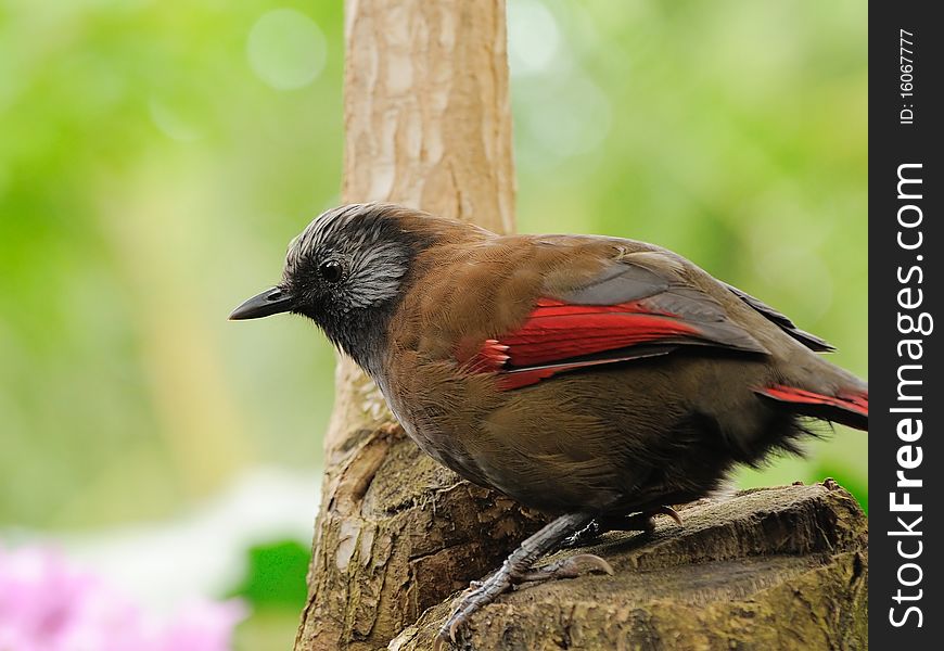 A Red-winged Laughingthrush perches on top of a tree stump.