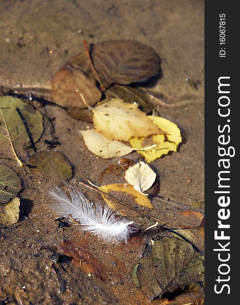 Bird feather and abscissed leaves ashore reservoir