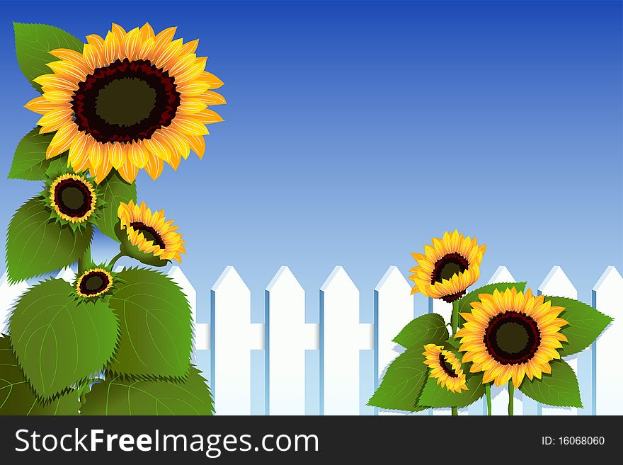Sunflowers against a picket fence