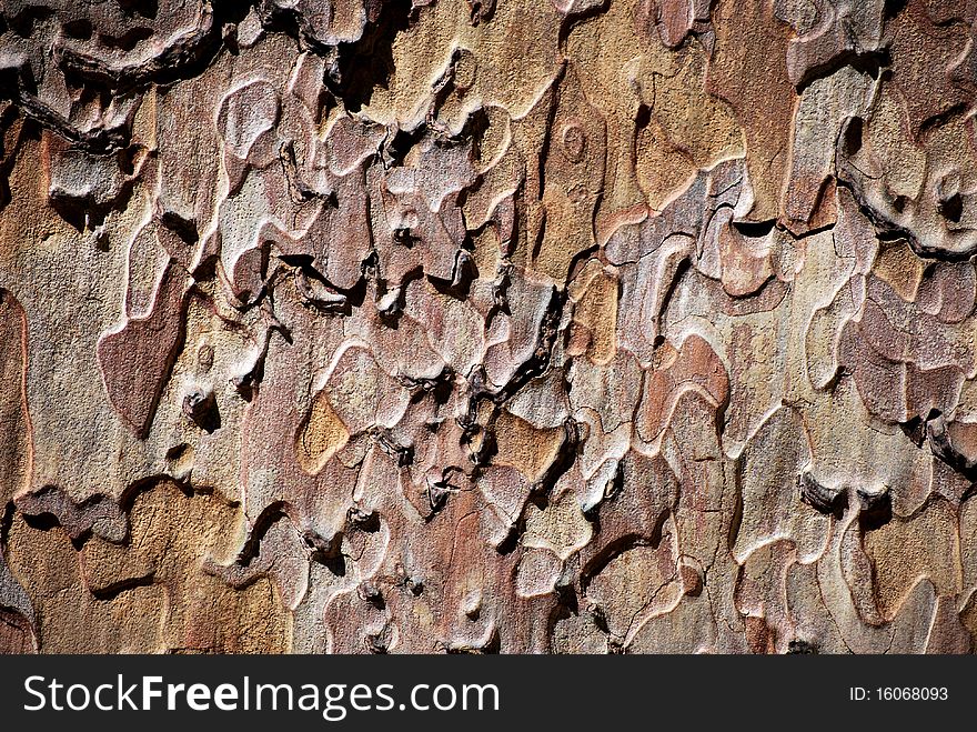 Brown cortex suitable for background or texture. Brown cortex suitable for background or texture