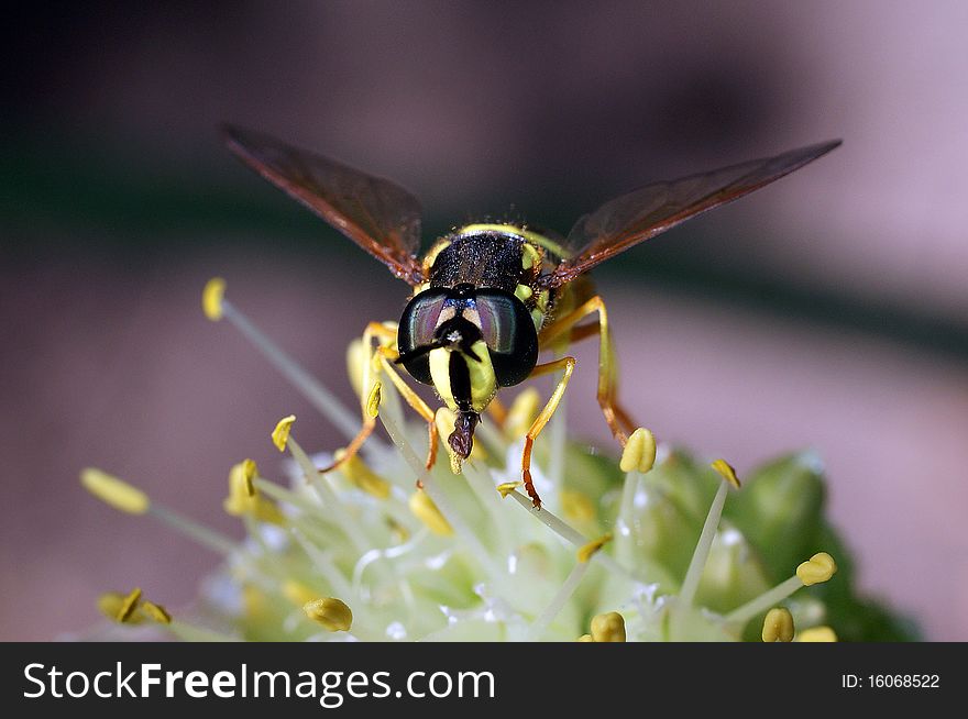 The fly sits on a flower of onions and collects pollen