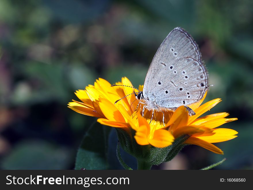 The beautiful butterfly sits on a flower