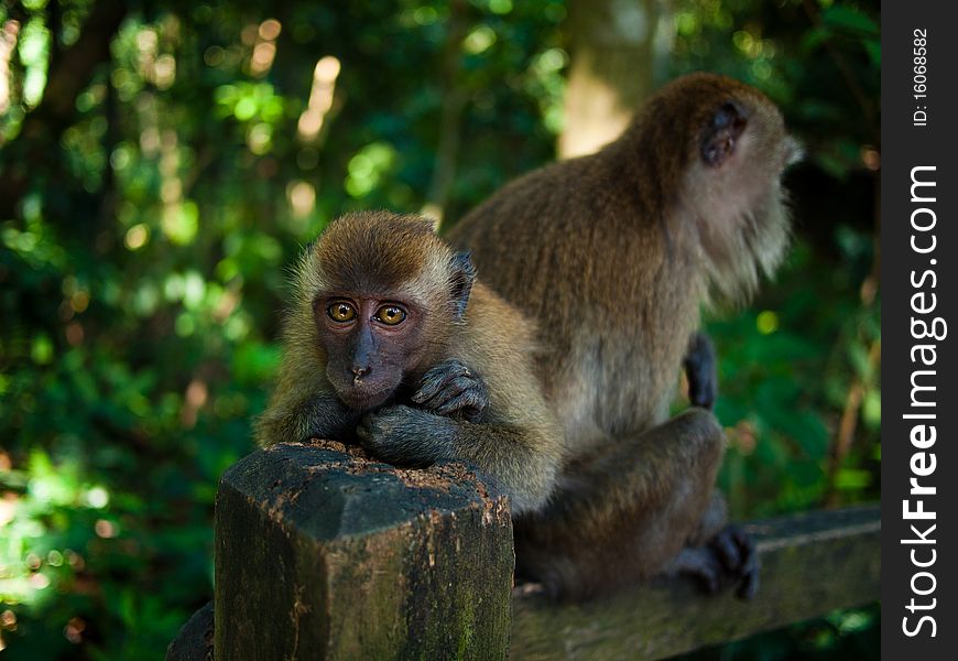 Monkeys In The Jungle