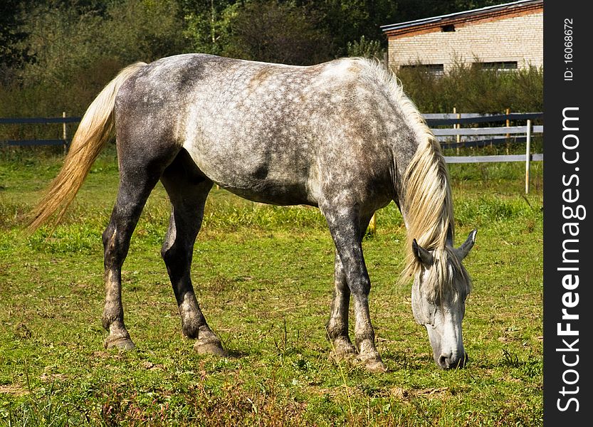 Grey horse with golden mane.