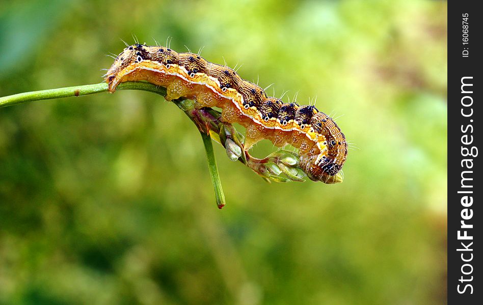 The caterpillar creeps on a plant branch