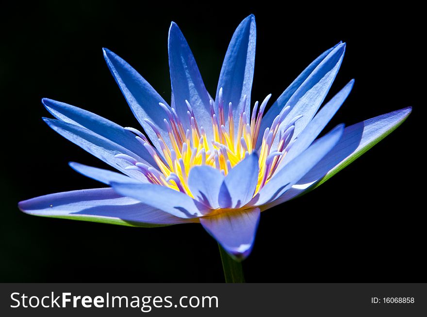 Purple Water Lily on blaclk background