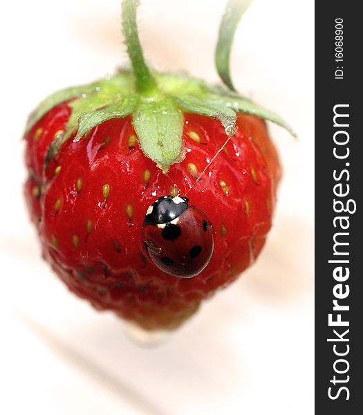 The ladybird sits on a strawberry