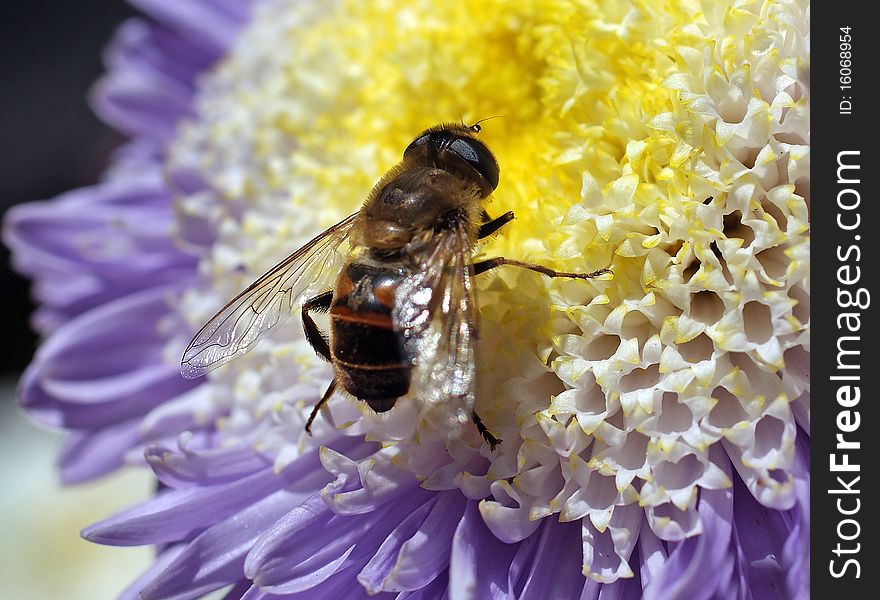 The fly sits on a beautiful flower