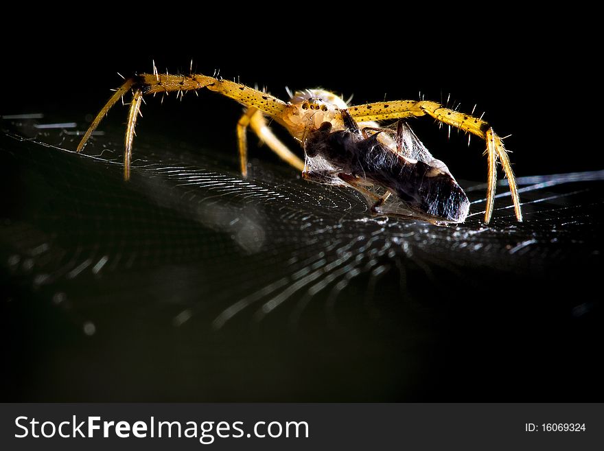 Spider eating on it's web. Spider eating on it's web