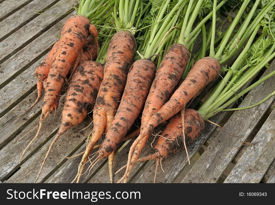 Freshly dug out organic carrots on garden table