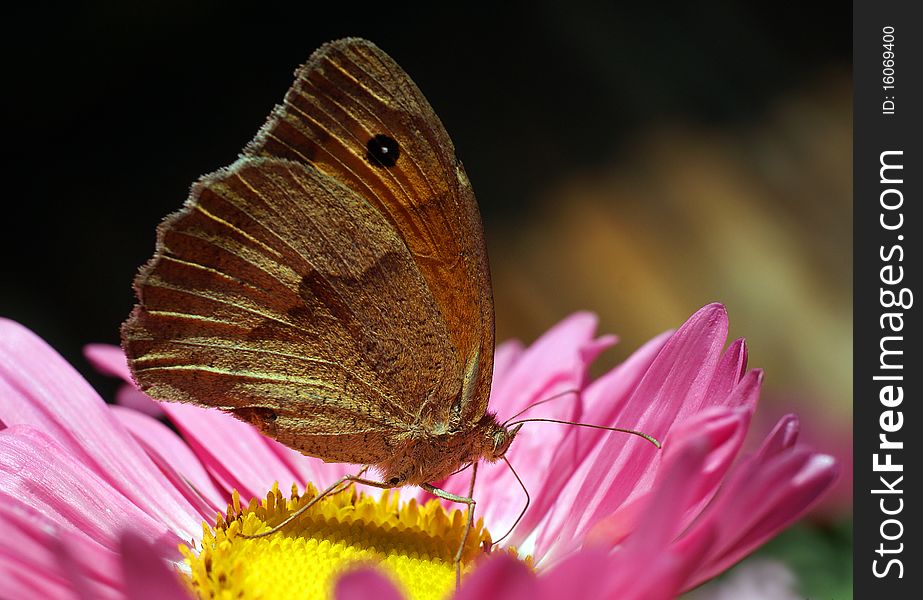 The beautiful butterfly sits on a flower