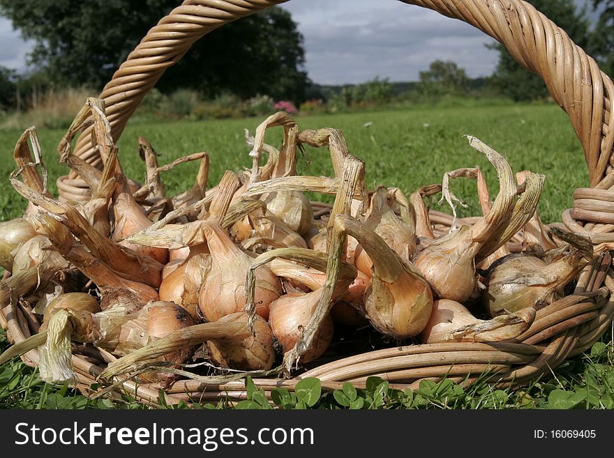 Freshly Dug Out Onions On Basket Detail