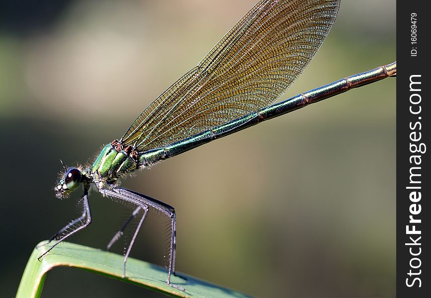 The beautiful dragonfly sits on a plant
