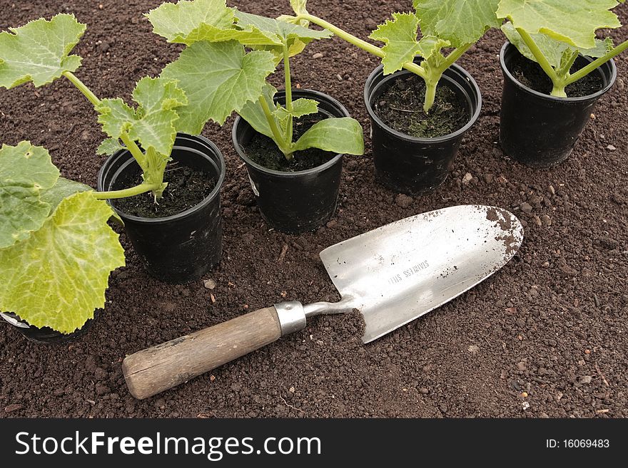 Planting Vegetable seedlings growing pots. Planting Vegetable seedlings growing pots