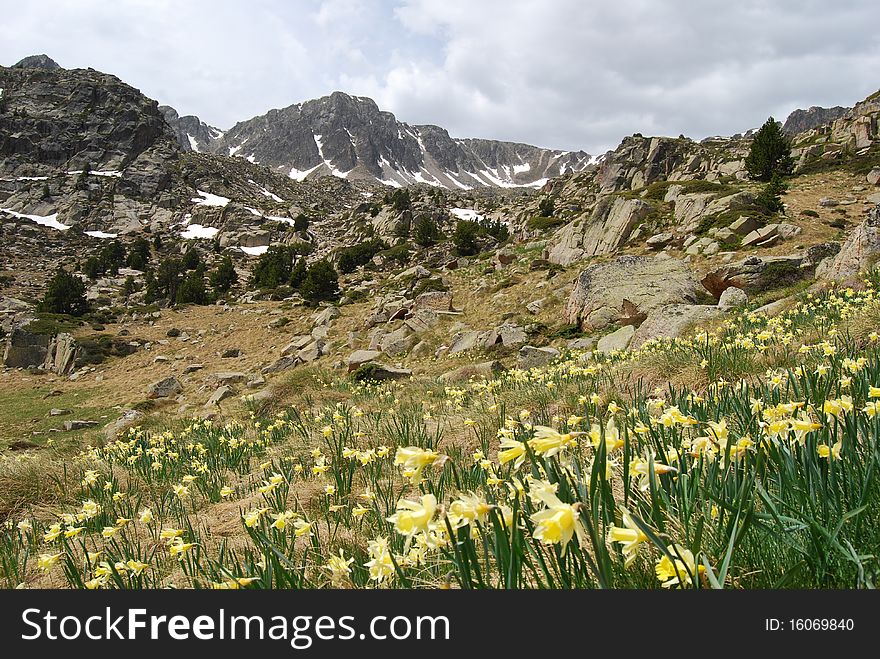 Spring daffodil meadow in Pyrinees mountains (Pessons, Andorra). Spring daffodil meadow in Pyrinees mountains (Pessons, Andorra)