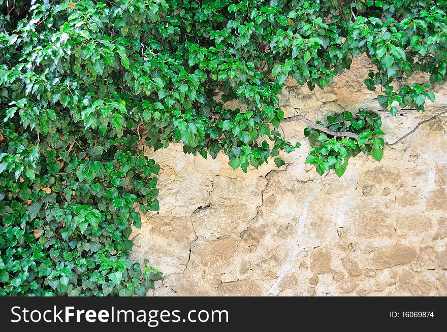 Young branches of ivy