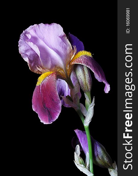 Flower iris on dark background