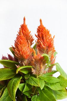 Orange Celosia Plant Stock Image Orange Celosia Plant Stock Image