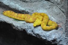 Eyelash Viper Royalty Free Stock Images Eyelash Viper Royalty Free Stock Images