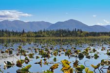 Lilly Pad Lake Stock Photography